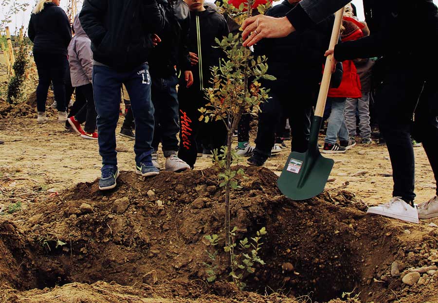 Courondelle plantation des arbres par l'école Malbosc